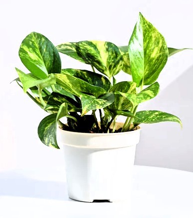Money Plant